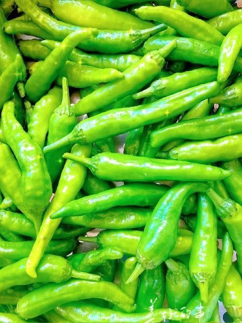 辣椒圖片大全大圖 辣椒圖片大全大圖 龍魚百科 第21張