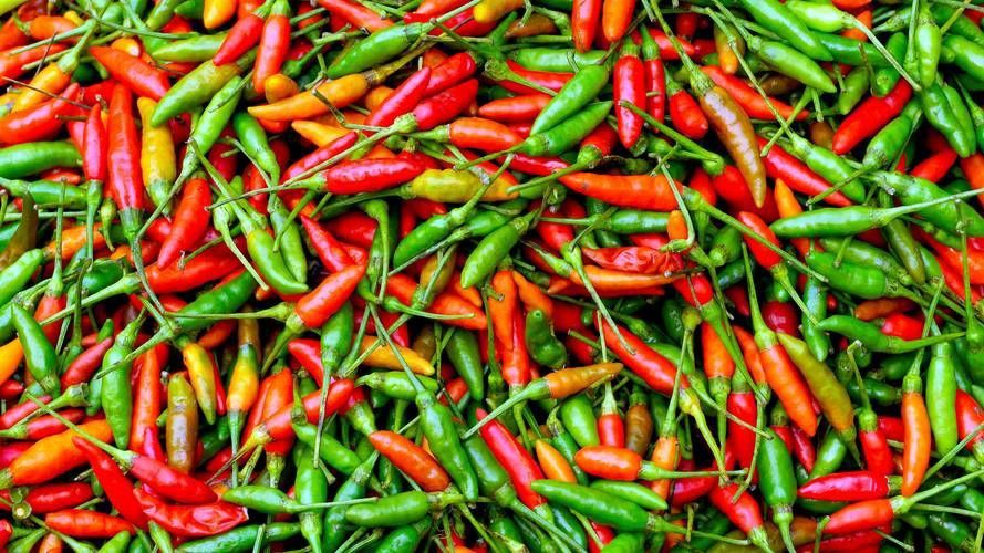 辣椒圖片大全大圖 辣椒圖片大全大圖 龍魚百科 第20張