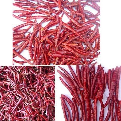 辣椒圖片大全大圖 辣椒圖片大全大圖 龍魚百科 第28張