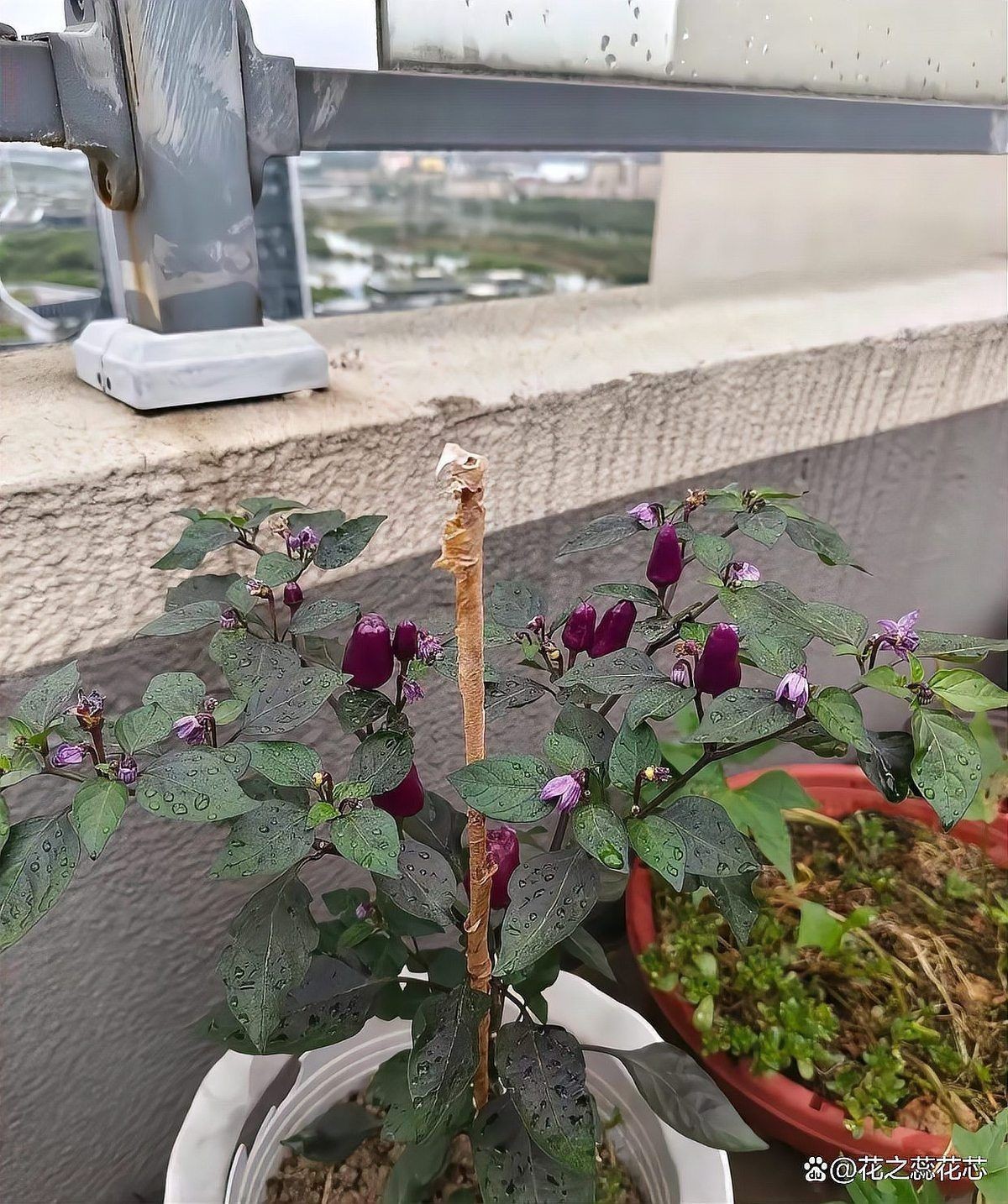 辣椒圖片大全大圖 辣椒圖片大全大圖 龍魚百科 第26張