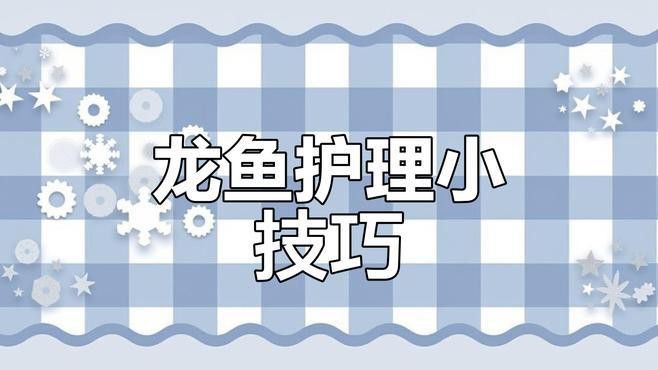 如何治療龍魚的鱗片缺損？