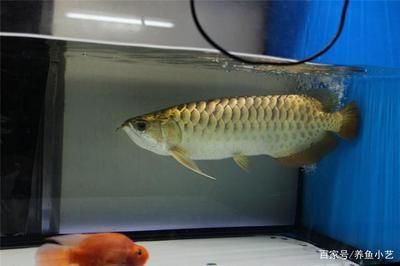 如何挑金龍魚（如何挑選到適合自己環(huán)境的金龍魚）