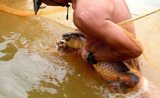 龍魚吐食物是由于多種原因引起的，包括水質問題、消化不良、厭倦食物等：龍魚吐食物怎么辦