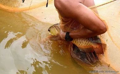 龍魚吐食物是由于多種原因引起的，包括水質問題、消化不良、厭倦食物等：龍魚吐食物怎么辦