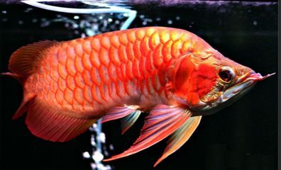 龍魚起名字（給龍魚起名字的方法）