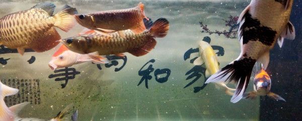 龍魚起名字（給龍魚起名字的方法）