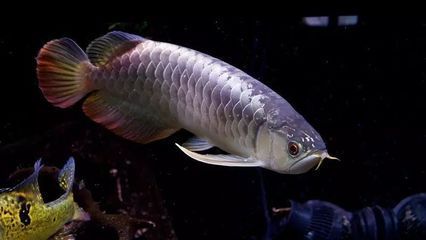 巨骨龍魚價格多少錢一條：巨骨舌魚價格多少錢一條巨骨舌魚價格多少錢一條