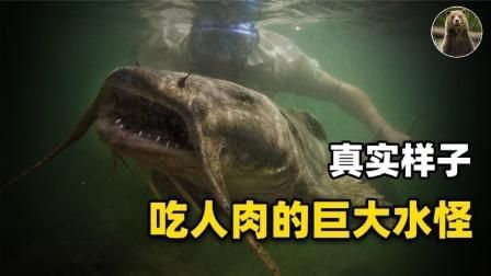 老鷹鴨嘴魚