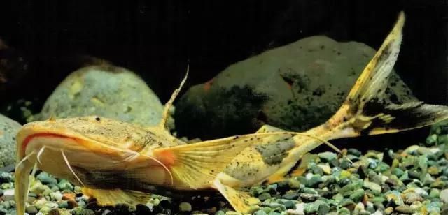 老鷹鴨嘴魚