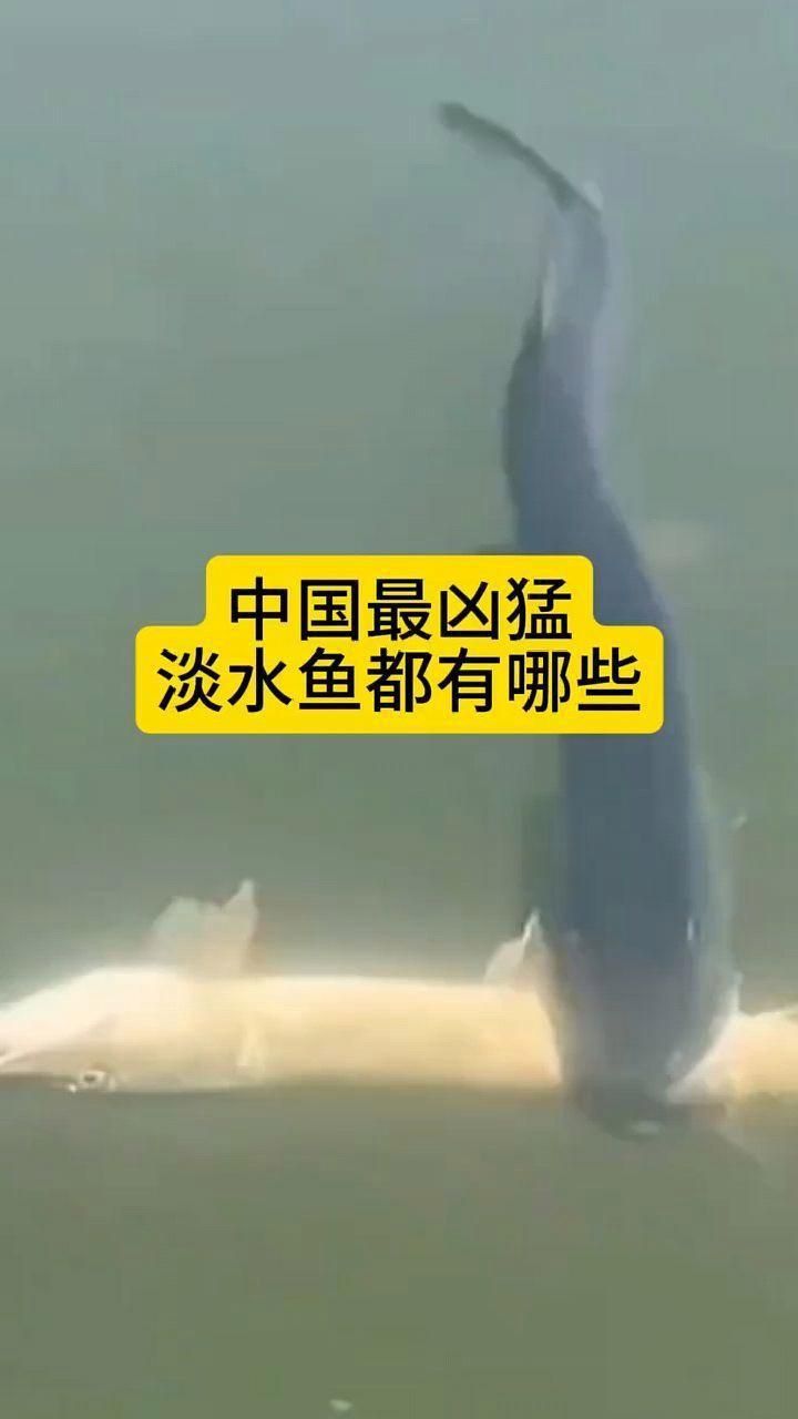 老鷹鴨嘴魚