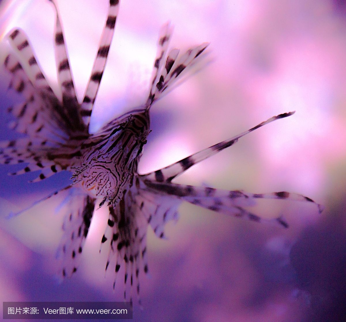 養很久的龍魚突然對一個人跳躍（龍魚為什么會對人跳躍？）