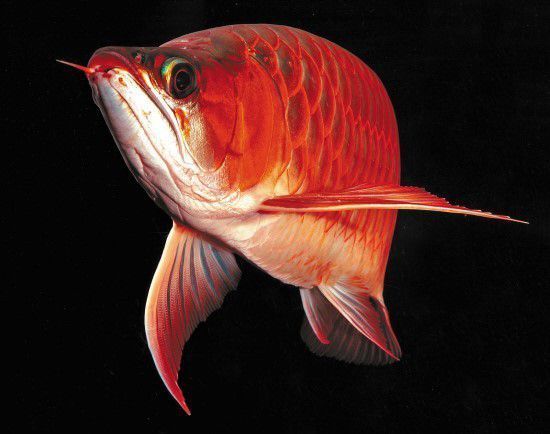 龍魚打芯片：龍魚打芯片一般步驟