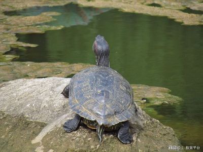 龍魚混養(yǎng)的龜有哪些（哪些龜適合與龍魚混養(yǎng)？）