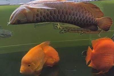 紅龍魚跟金龍魚哪個貴（紅龍魚和金龍魚哪個更貴）