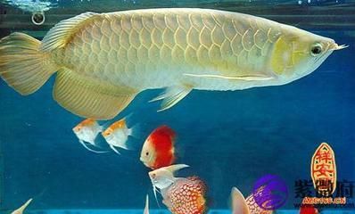 屬龍可以養龍魚嗎：屬龍的人可以養龍魚，但需要注意一些技巧和注意事項