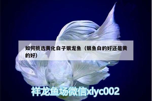 如何辨別高品質白子黃化銀龍魚：辨別高品質白子黃化銀龍魚需要注意以下幾個方面