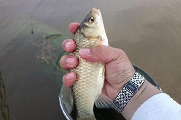 夏季元寶鯽素食餌料推薦：夏季釣鯽魚時(shí)，選擇素餌以減少雜魚干擾并吸引大個(gè)體鯽魚