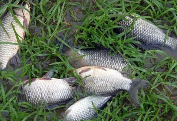 夏季元寶鯽素食餌料推薦：夏季釣鯽魚時(shí)，選擇素餌以減少雜魚干擾并吸引大個(gè)體鯽魚