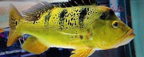 巴西亞魚攻擊龍魚嗎會(huì)死嗎：巴西亞魚與龍魚的飼養(yǎng)注意事項(xiàng)