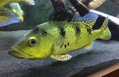 巴西亞魚攻擊龍魚嗎會(huì)死嗎：巴西亞魚與龍魚的飼養(yǎng)注意事項(xiàng)