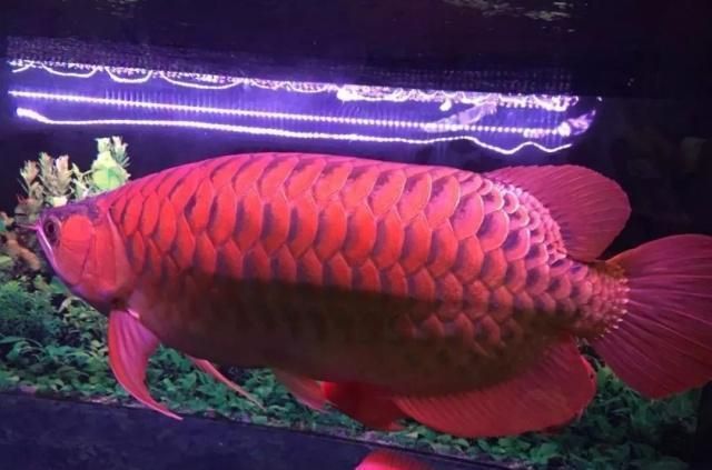 龍魚喂什么長的胖一點（適合龍魚增肥的食物：泥鰍，泥鰍，）