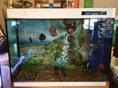 龍魚受驚嚇趴缸拒食怎么辦（龍魚受驚后可能會出現(xiàn)趴缸拒食的情況）