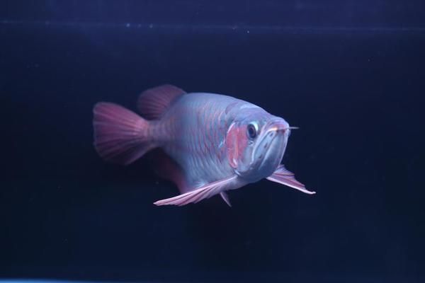 紅龍魚寬身好窄身好瘦怎么回事：紅龍魚寬身好瘦怎么回事，