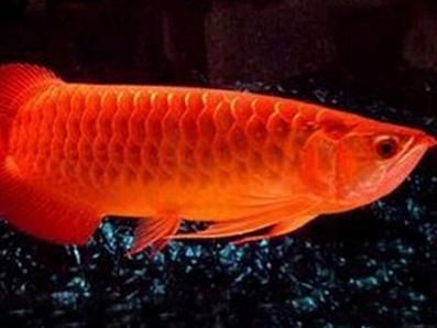 紅龍魚(yú)寬身好窄身好瘦怎么回事：紅龍魚(yú)寬身好瘦怎么回事，