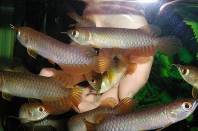 龍魚打架的原因主要有兩點(diǎn)：體型差距和體型差距,爭奪食物：如何避免龍魚打架？