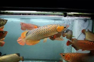 龍魚打架的原因主要有兩點(diǎn)：體型差距和體型差距,爭奪食物：如何避免龍魚打架？