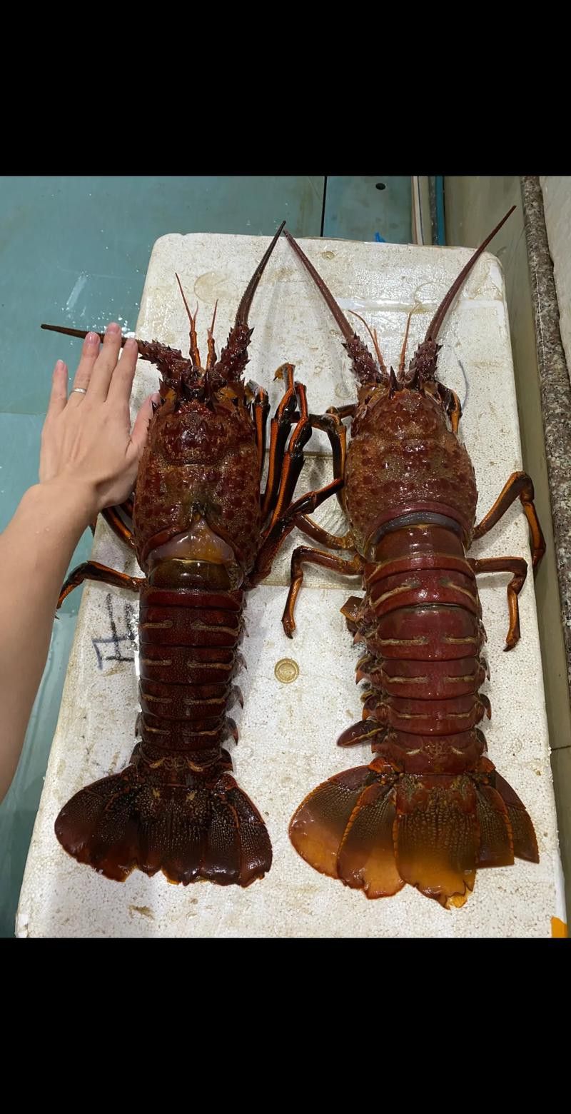 有沒有高清的中國龍蝦圖片？
