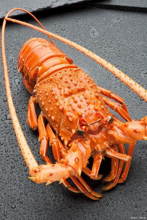 有沒有高清的中國龍蝦圖片？