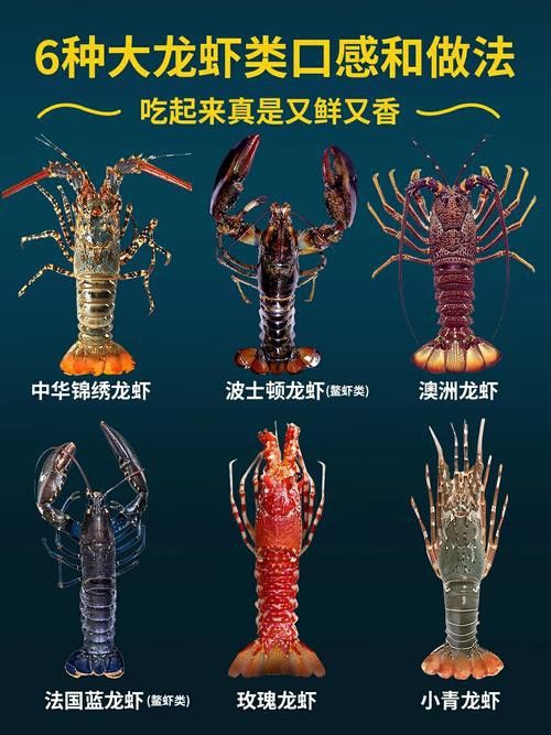 有沒有高清的中國龍蝦圖片？