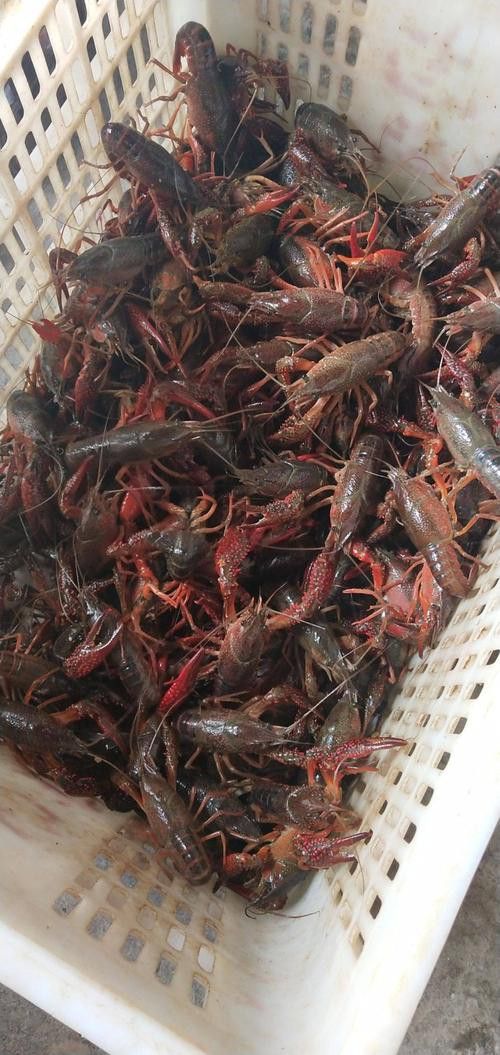 有沒有高清的中國龍蝦圖片？