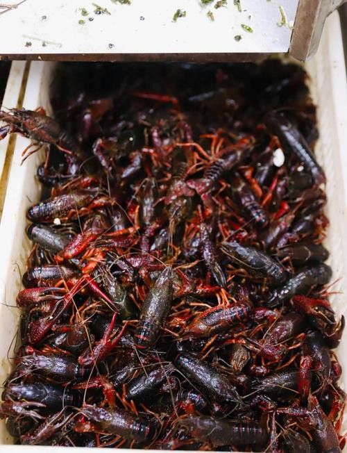 有沒有高清的中國龍蝦圖片？