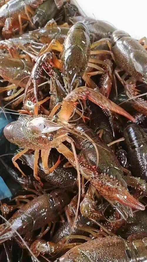 有沒有高清的中國龍蝦圖片？