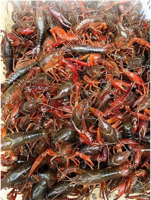 有沒有高清的中國龍蝦圖片？
