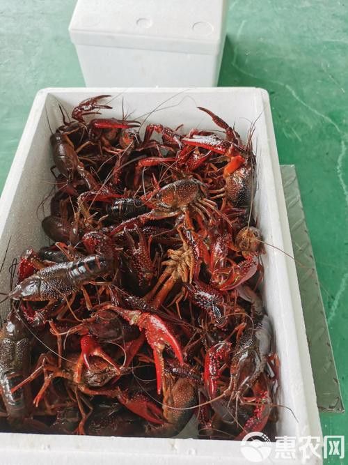 有沒有高清的中國龍蝦圖片？