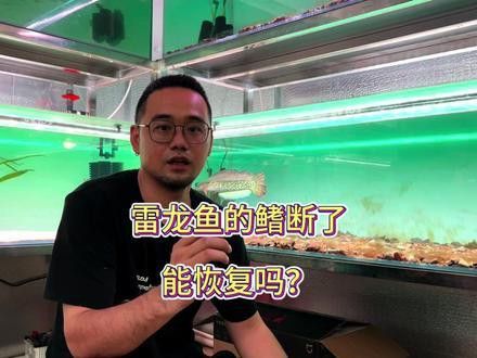 幻彩紅寶石雷龍魚苗胸鰭