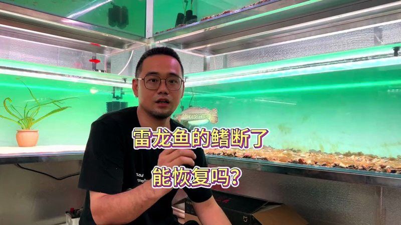 幻彩紅寶石雷龍魚苗胸鰭