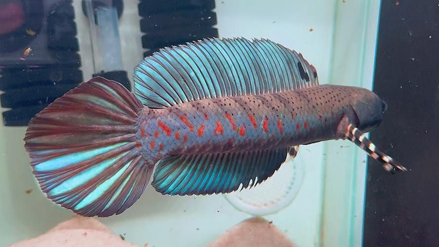 幻彩紅寶石雷龍魚苗胸鰭