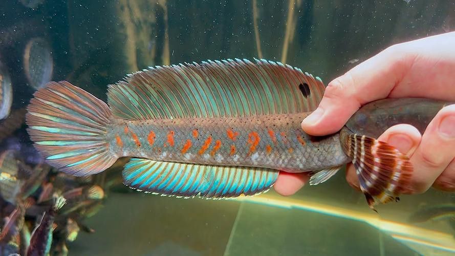 幻彩紅寶石雷龍魚苗胸鰭