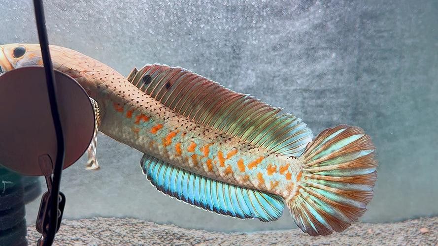 幻彩紅寶石雷龍魚苗胸鰭