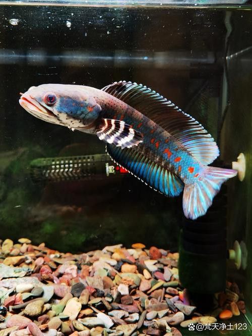 幻彩紅寶石雷龍魚苗胸鰭