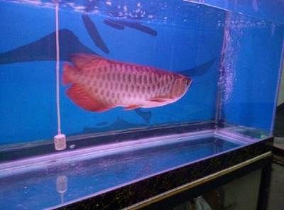 龍魚養(yǎng)殖條件是什么：養(yǎng)殖龍魚的注意事項 龍魚養(yǎng)殖條件是什么：養(yǎng)殖龍魚的注意事項 龍魚百科