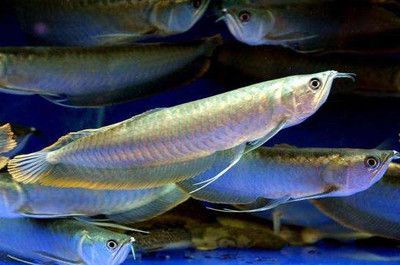 龍魚對水質要求：龍魚可以吃什么食物好養活