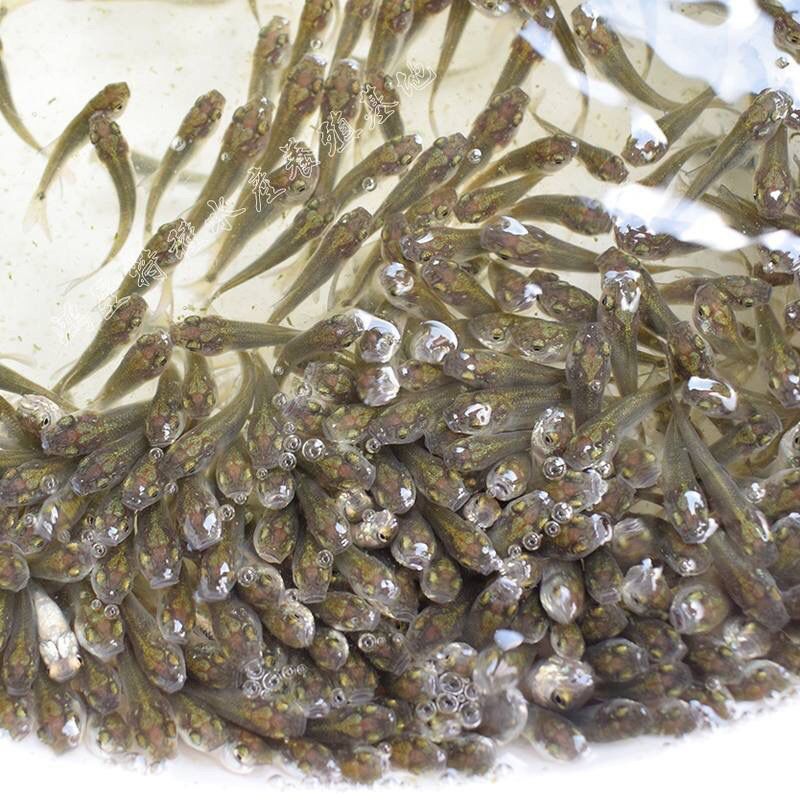 龍魚對水質要求：龍魚可以吃什么食物好養活
