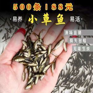 龍魚對水質要求：龍魚可以吃什么食物好養活