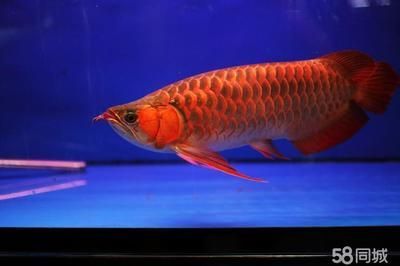 龍魚價錢，最貴的紅龍魚價格曾經達到300萬元人民幣