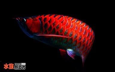 龍魚價錢，最貴的紅龍魚價格曾經達到300萬元人民幣